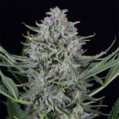 AUTO CBD COOKIES (1:1)