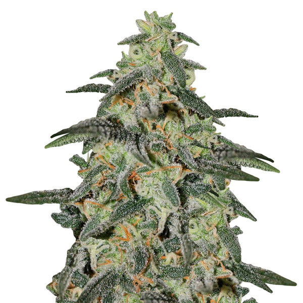 AUTO NORTHERN LIGHT MAZAR