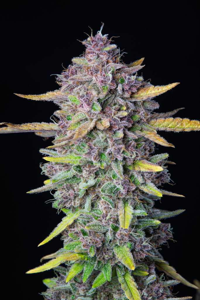 purple-punch-auto_1024x1024.