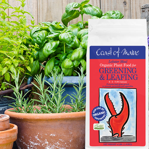 Coast of Maine Lobster Meal - 4lb