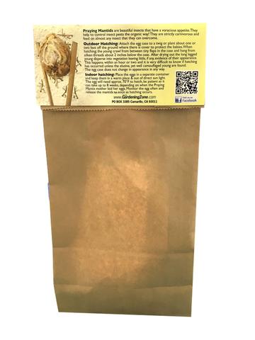 Carolina Praying Mantis Egg Cases