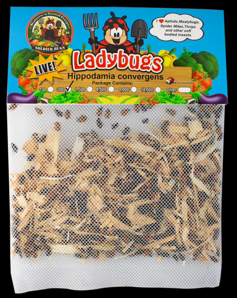 Nature's Good Guys - Ladybugs General Predators - 150/pouch