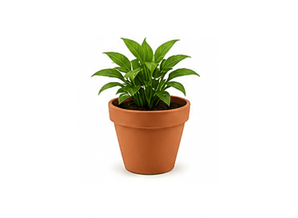 Pots & Planters