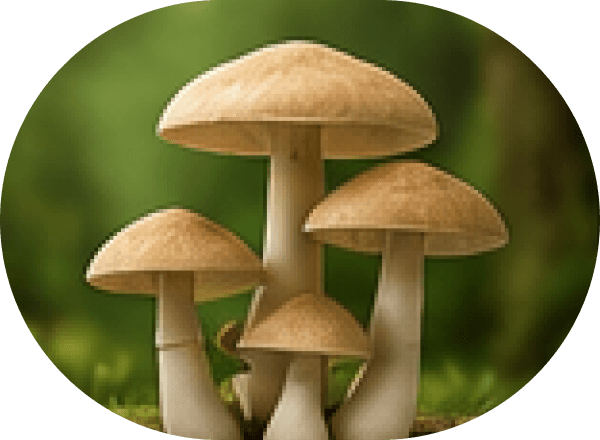 Mushrooms