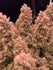 files/1316-gram-2-93-pound-dutch-passion-auto-daiquiri-lime-v0-9dt1w6ynlnqd1.webp