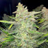 files/14d59cae10781c0edfc7ee2cddbd0c8e_450.webp