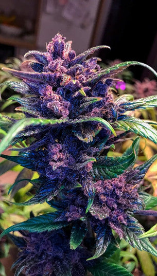 purple pot plants AUTO GRANDADDY PURPLE