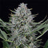 files/CBD_Cookies_Auto_Feminized_c7fd.jpg