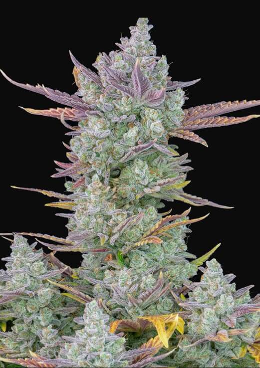 AUTO GORILLA X ZOOKIES