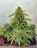 AUTO CBD AMNESIA (1:1)