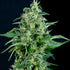 AUTO SWEET TOOTH
