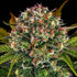 AUTO STRAWBERRY CHEESE