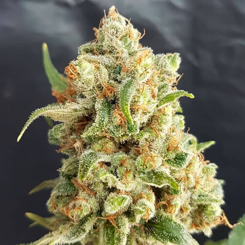 AUTO LEMON HAZE