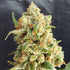 files/lemon-haze-auto.jpg