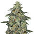 files/northern-lights-autoflower.jpg