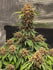 files/runtz-auto-barneys-farm-day-63-v0-8cbegghciri91.jpg