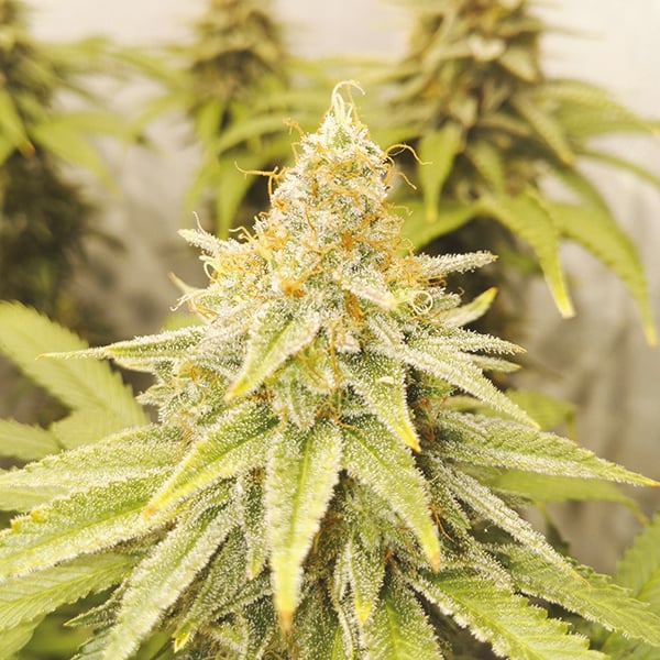 FEM OG KUSH X DIESEL