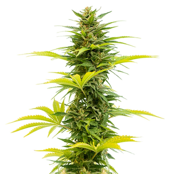 FEM ALIEN OG