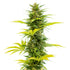 FEM ALIEN OG