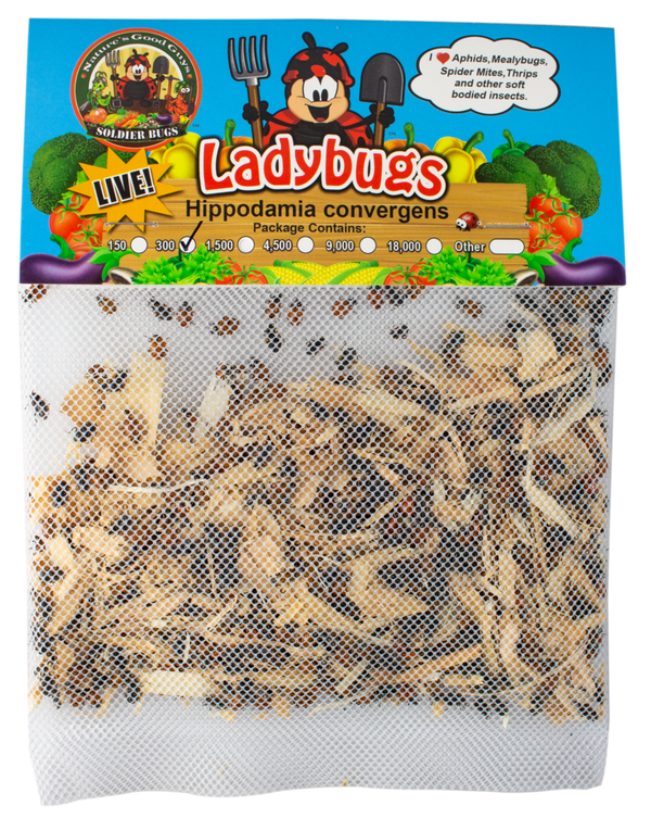 Nature's Good Guys - Ladybugs General Predators - 150/pouch
