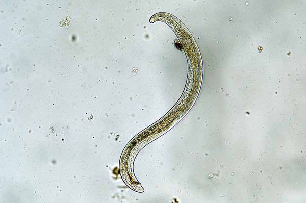 Nature's Good Guys - Nematodes Steinermea Feltiae 5 Mil