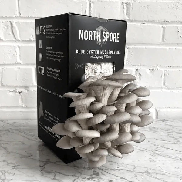 North Spore Blue Oyster Mushroom Spray & Grow Kit